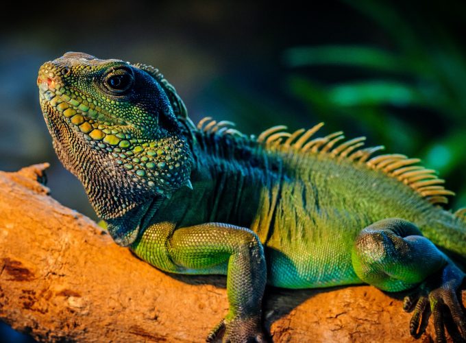 Wallpaper iguana, lizard, cute animals, Animals 911292035